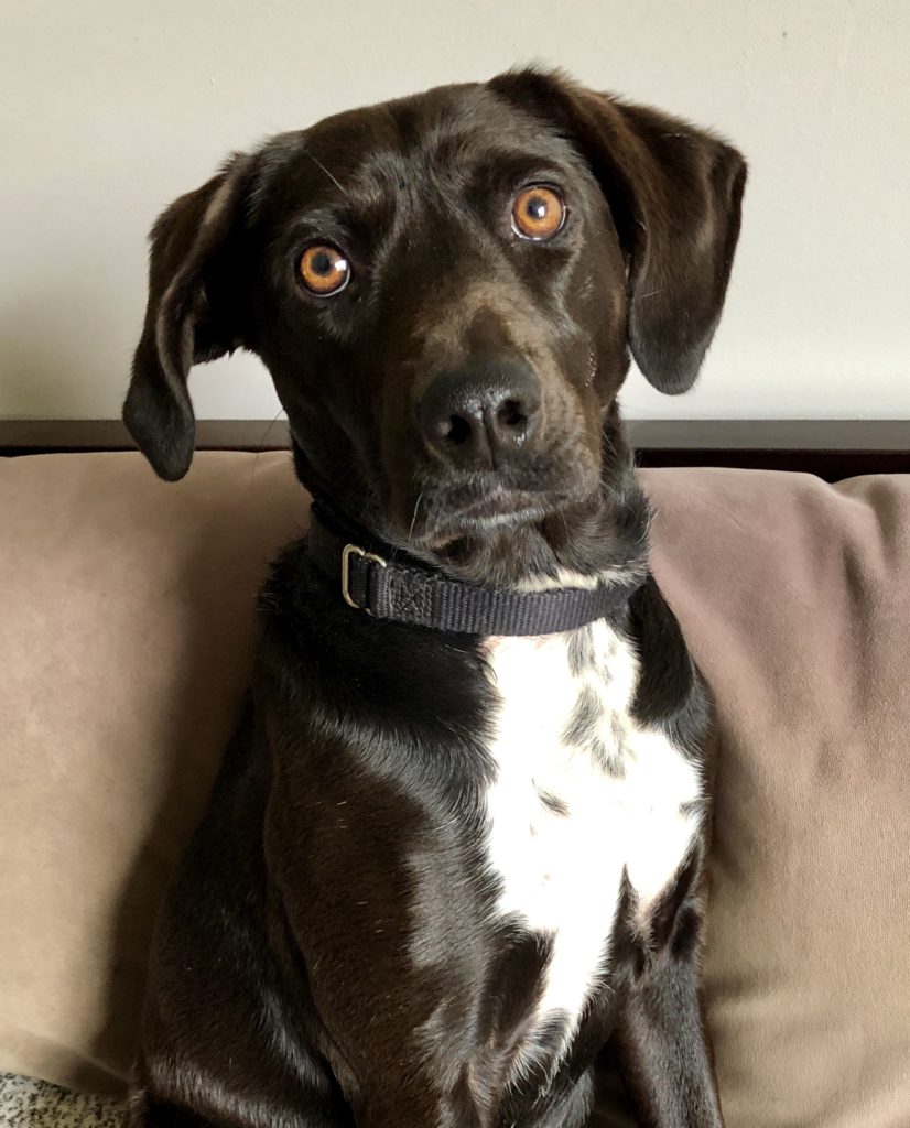 what color collar looks good on a black dog