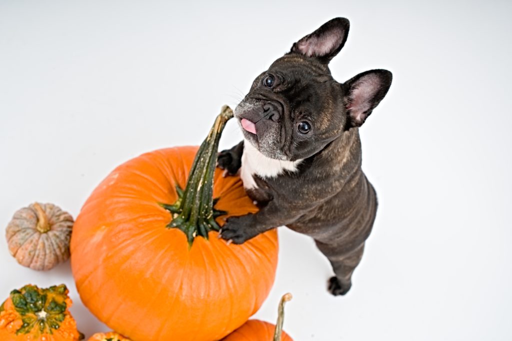 Do dogs hotsell like pumpkin